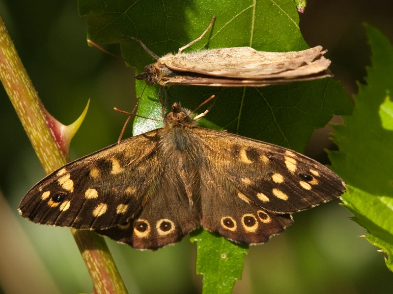 Pararge aegeria Speckled Wood Bont Zandoogje